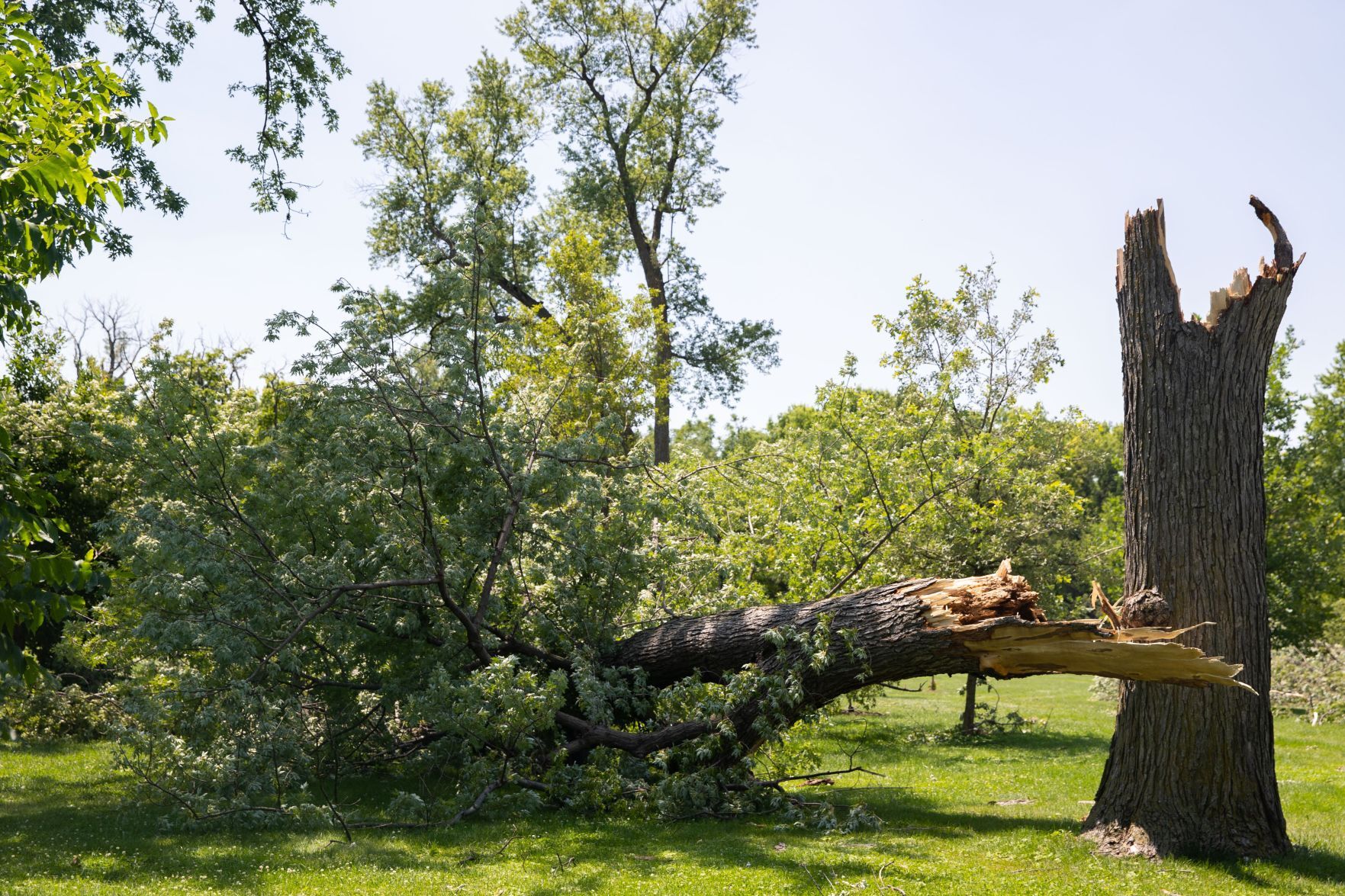 071321-owh-new-trees-LS03.JPG